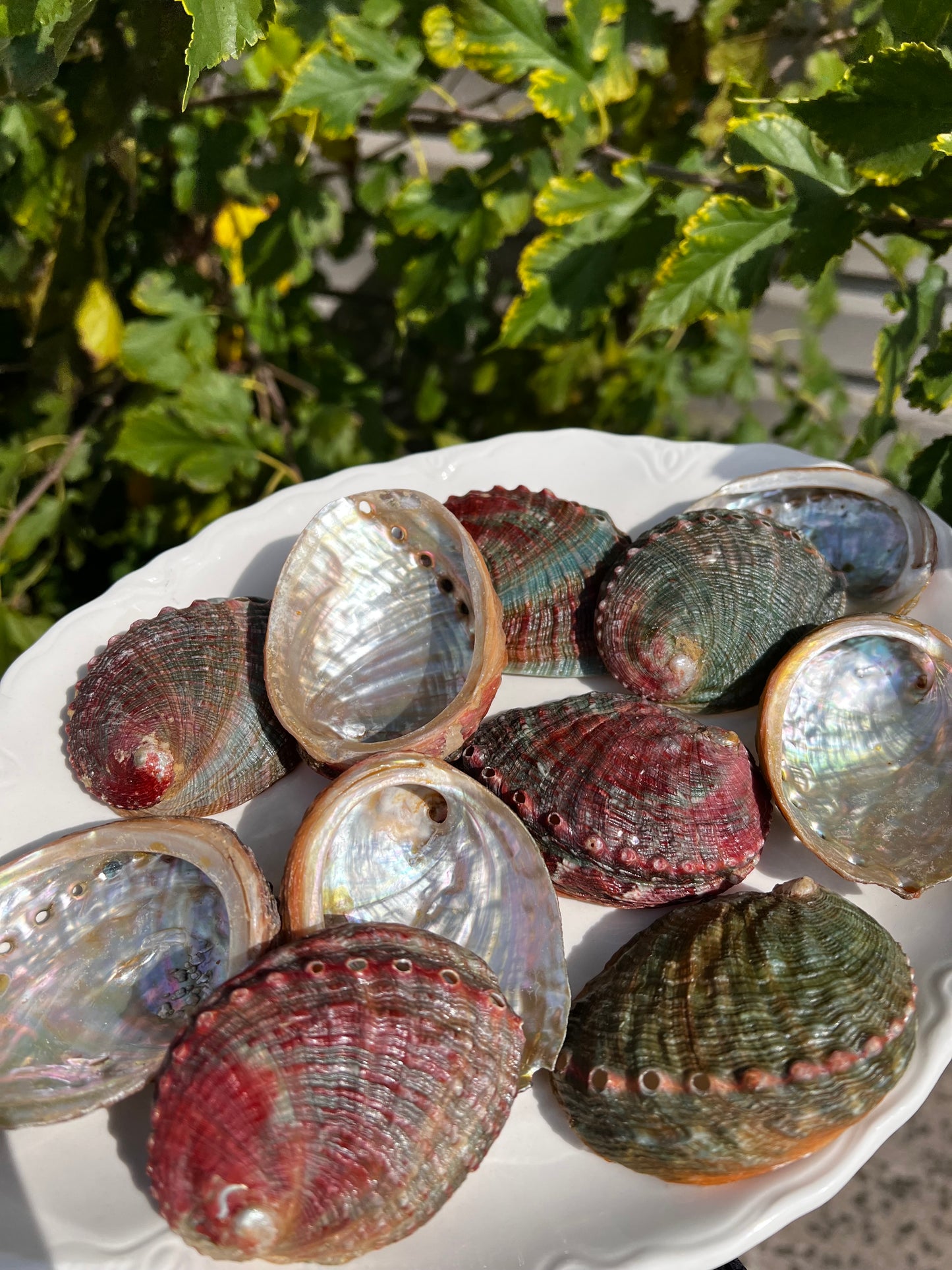 Abalone Shell